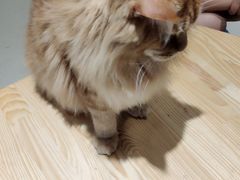 -藏猫猫咖啡主题馆(中央大道店)