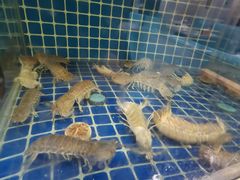 -威海渔村(黄兴路店)