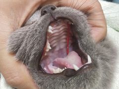 -安安宠物医院(情缘分院)