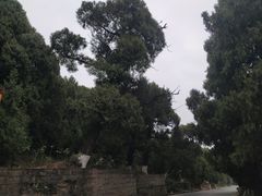 -七曲山风景区
