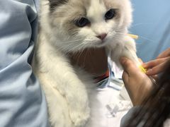 -爱贝特动物医院·猫口炎专科