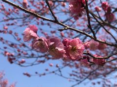 -梅花山(明孝陵内)