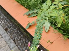 -广州神农草堂中医药博物馆