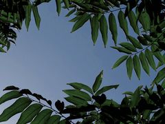 -秋霞圃