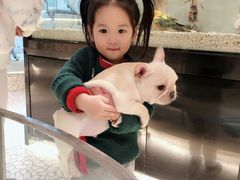 -momokira米努特·德文卷毛猫·棉花面纱犬
