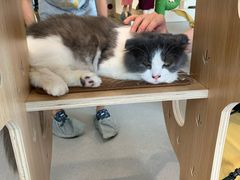 -飞行喵MR PILOT|猫舍·猫咖(静安大融城店)
