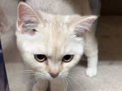-唐小姐の猫狗洗护·购宠旗舰店(周浦万达店)
