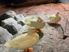 -正佳雨林生态植物园