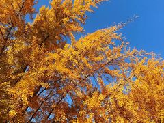 -三里屯东五街银杏大道