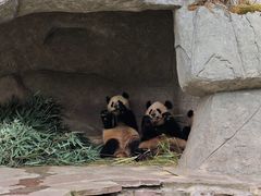 -中国大熊猫保护研究中心雅安碧峰峡基地