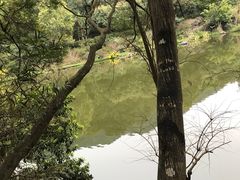 -深圳仙湖植物园