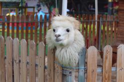 -萌宠亲子动物乐园(槐房万达店)