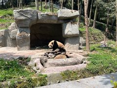 -中国大熊猫保护研究中心雅安碧峰峡基地
