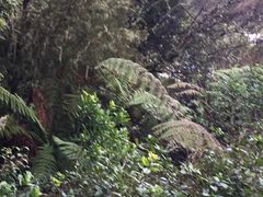 -怀托摩萤火虫洞