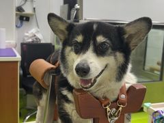 -美联众合动物医院·24h转诊中心