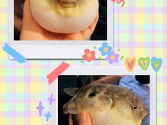 -肆月河豚·新淮扬(金融街店)