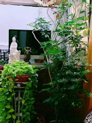 -新龙门刺青·纹身