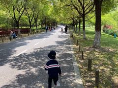 -贡湖湾湿地公园