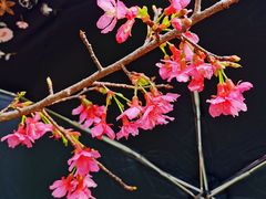 -天适樱花悠乐园