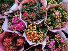 -花鸟鱼虫鲜花绿植市场(玉泉路店)
