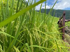 -紫鹊界梯田景区