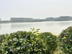 -丁香湖公园