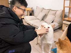 -柴迷FANS CLUB·柴犬狗咖·猫咖