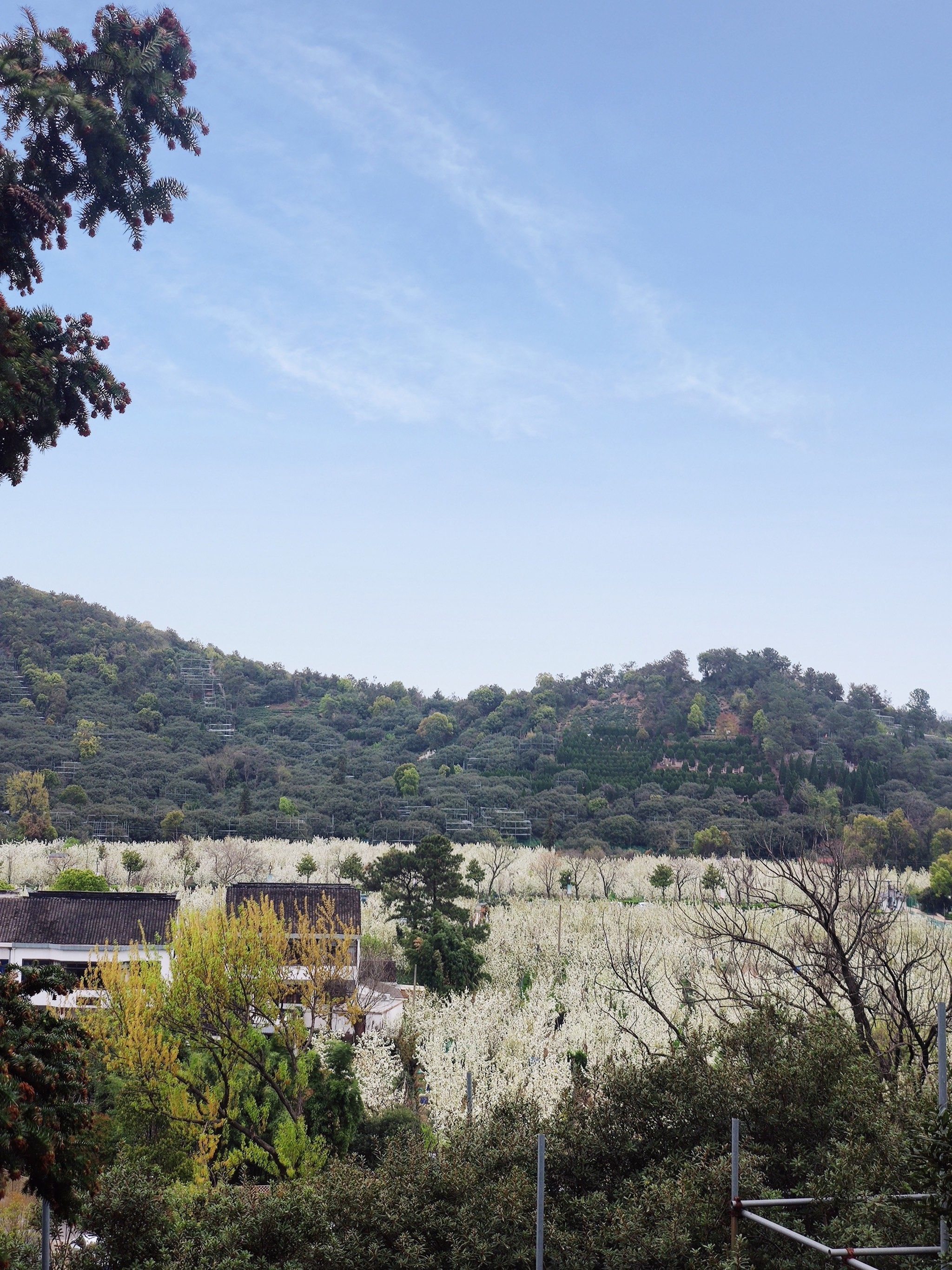 苏州通安树山梨花
