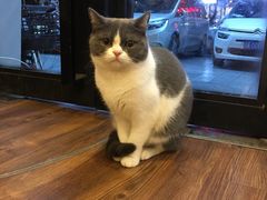 -猫友咖啡店(玉林西路店)