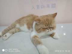 -糯米喵星人·撸猫猫舍咖啡馆(西市场嘉华店)