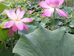 -莲花池公园