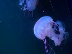 -欢乐海岸海洋奇梦馆
