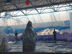 -秦皇岛乐岛海洋王国