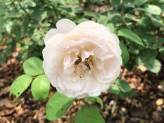 -深圳仙湖植物园-停车场