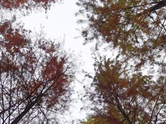 -重庆彩云湖湿地公园