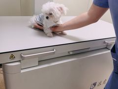 -瑞派新吉太郎宠物医院·重症转诊中心·泌尿道(嘉禾望岗院)
