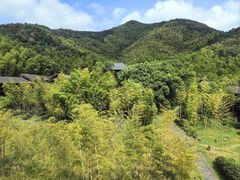 -大唐贡茶院