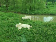 -上海野生动物园