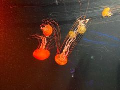 -新加坡海洋生态馆