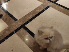 -猫色咖啡·猫咖