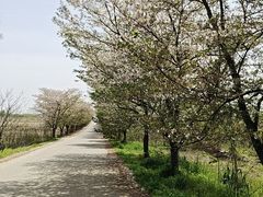 -天王浮山樱花园