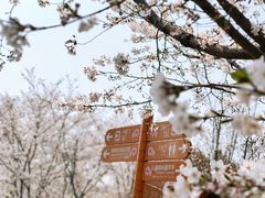 -顾村公园