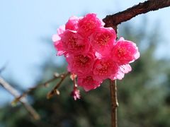 -武汉大学-樱园