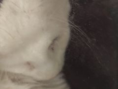 -艾吉宠物医院·疑难杂症转诊中心·猫友好(碧江路院)