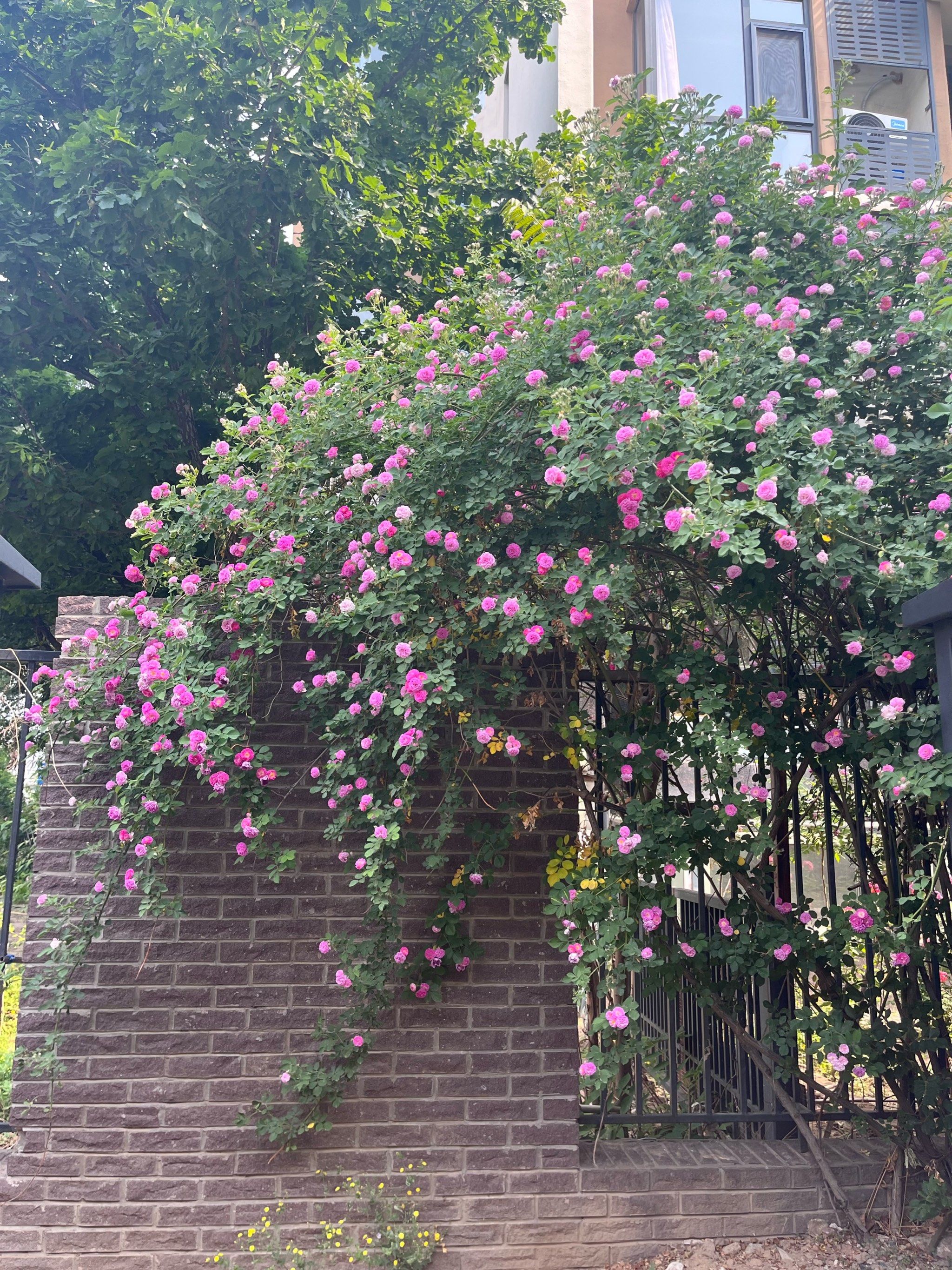 小区楼下的花太美了