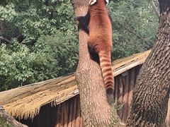 -合肥野生动物园