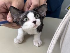 -瑞派动物医院·猫专科·至诚(江南中分院)