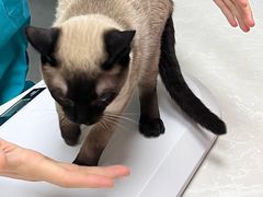 -中农国际动物医院24小时·猫科·骨科·急重症中心