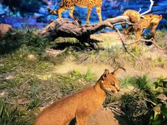 -国家自然博物馆