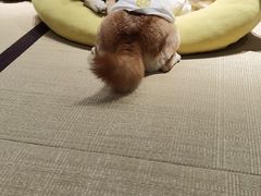 -逗柴咖啡屋·狗咖猫咖宠物桌游